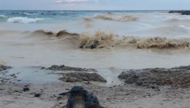 Внаслідок ударів РФ по порту в Одесі стався витік олії у Чорне море, гинуть птахи