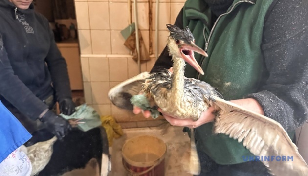 В Одесі до зоопарку принесли понад 200 птахів, які постраждали від витоку олії - директор