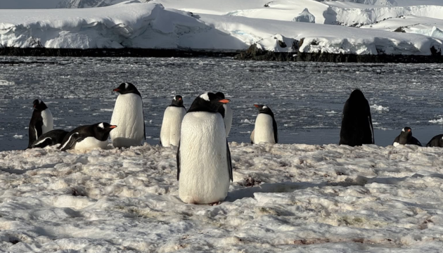 Українські полярники показали підводне життя пінгвінів