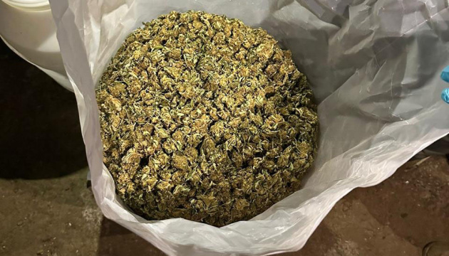 Incautan cannabis a narcotraficantes por 9 millones de grivnas en la región de Ternópil