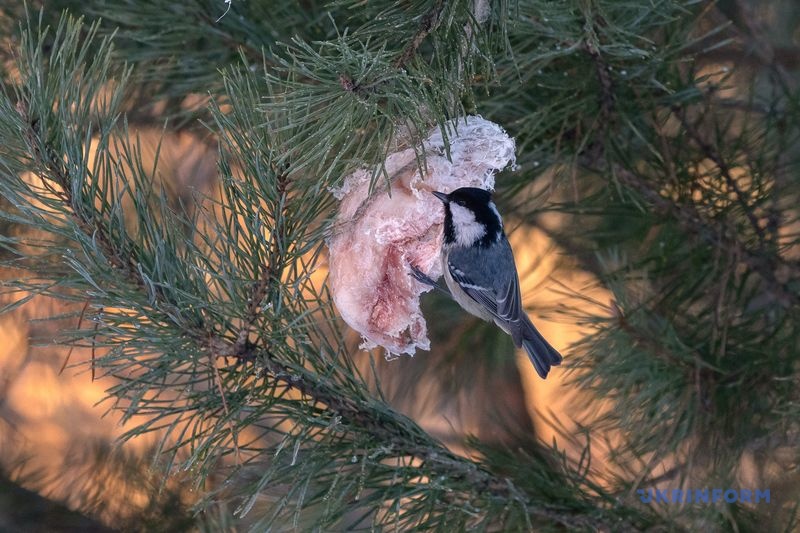 Фото: Олена Худякова