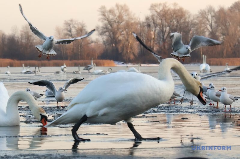 Фото: Павло Багмут