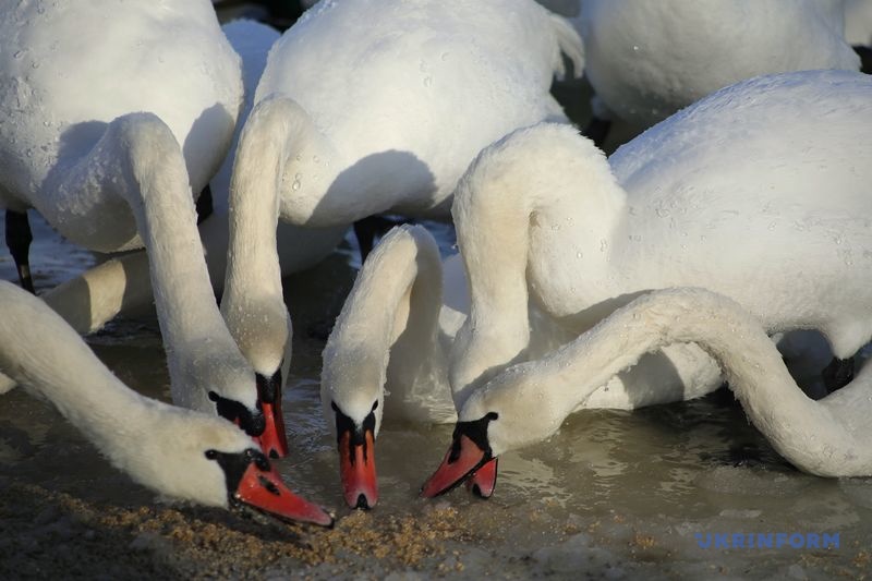 Фото: Юлія Овсяннікова