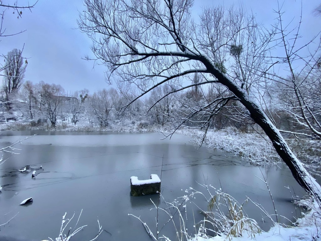 Фото: Київзеленбуд
