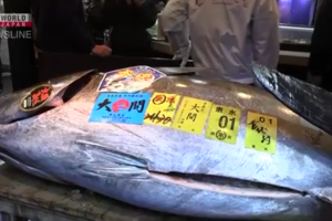 На аукціоні в Токіо за рекордні $3,2 мільйона продали 243-кілограмового тунця