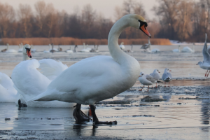 Після потепління в Україну повернуться відчутні «мінуси» - синоптик