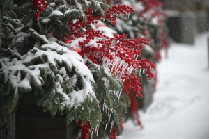 В Україні на вихідні прогнозують сильні морози та снігопади