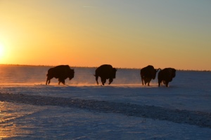 Нестача кормів загрожує масовою загибеллю тварин у заповіднику «Асканія-Нова» на ТОТ Херсонщини - експерт