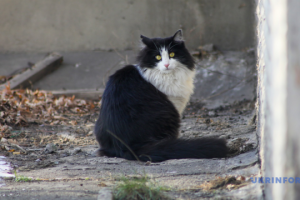 La Rada adopte en première lecture un projet de loi sur le bien-être animal