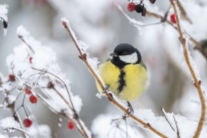 Київ очікує поступове потепління, найсильніші морози позаду - синоптикиня