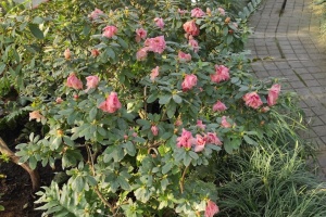 У столичному ботсаду мерзнуть рідкісні рослини