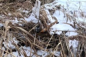 У Молдові на березі озера знайшли російський безпілотник