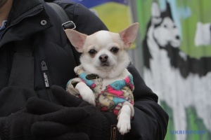 В Україні не забороняли тримати собак на ланцюгу, це фейк