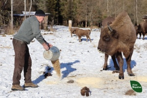 У розпліднику європейських зубрів на Буковині торік народилося двоє малюків