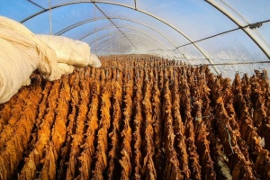 Орієнтовна вартість тютюнових виробів, вилучених із тіньового ринку, зросла майже на 60% - БЕБ