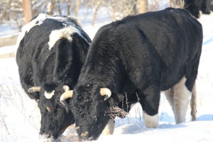 Як живе у Чорнобильському заповіднику стадо здичавілих корів