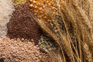 Китай став провідним імпортером ріпакового шроту з України