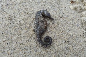 На узбережжі Чорного моря в Одесі зафіксували загибель морських коників