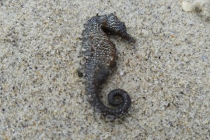 Alerte environnementale : des hippocampes morts échoués à Odessa