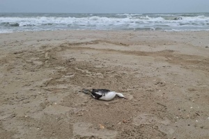 В Одеській затоці через розлив олії загинули понад 1000 птахів - еколог