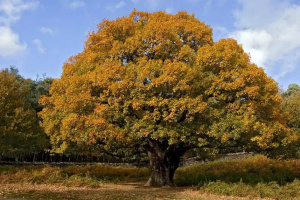 На Вінниччині п’ять прадавніх дубів оголосили ботанічними пам’ятками природи