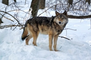 У трьох областях України різко зросла чисельність шакалів