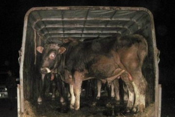 L’Ukraine obtient l’accès au marché algérien pour l’exportation de bovins