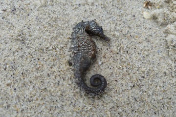 Se reporta la muerte de caballitos de mar en la costa del Mar Negro en Odesa