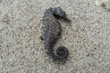 Alerte environnementale : des hippocampes morts échoués à Odessa