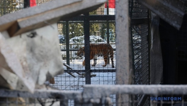 Зоозахисники звинувачують засновника Фельдман Екопарку у жорстокому поводженні з тваринами