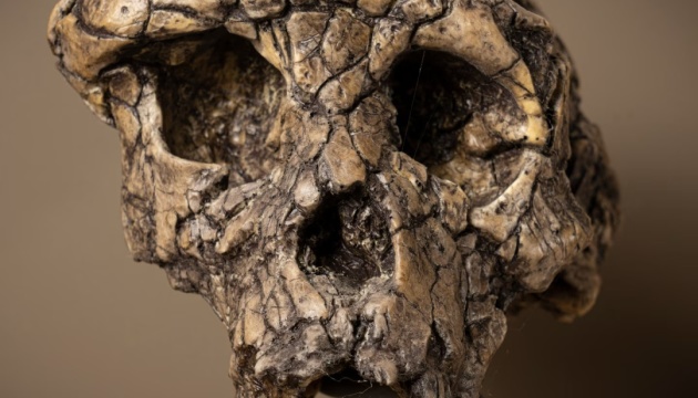 Науковці вважають, що встановили ймовірного найдавнішого ходячого предка людини