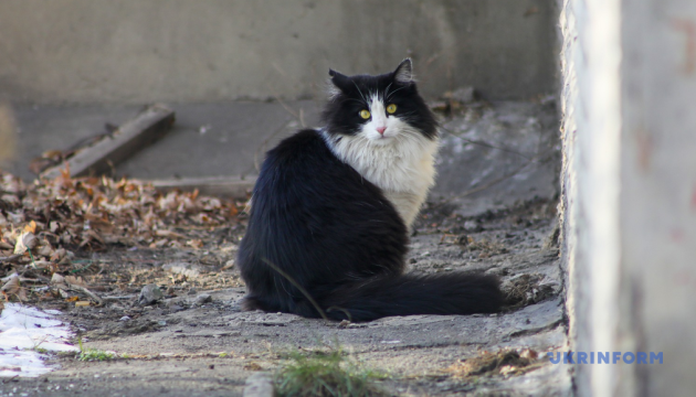 Рада підтримала законопроєкт про гуманні цінності щодо тварин