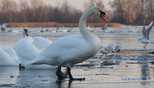 Після потепління в Україну повернуться відчутні «мінуси» - синоптик