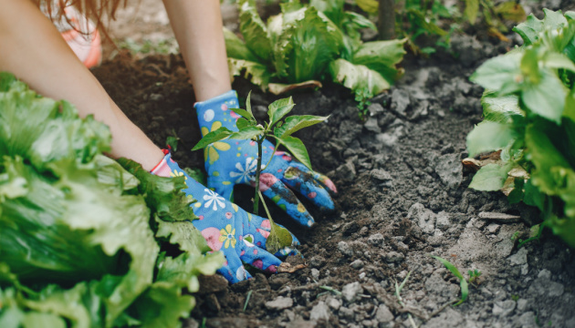 ФАО оголосила тендер на закупівлю насіння овочів для підтримки сільських родин в Україні
