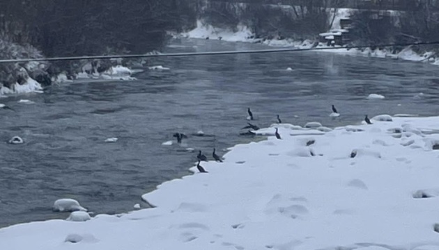 На Закарпатті вчені зафіксували рідкісну появу бакланів на гірській річці
