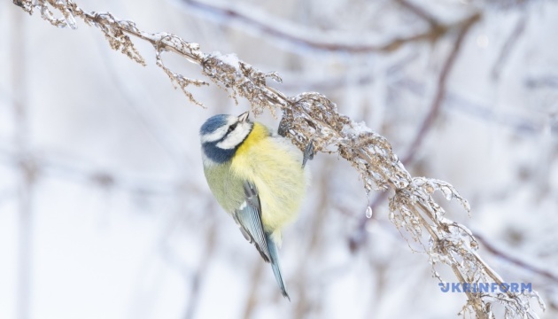 Сильні морози в Україні: синоптикиня каже про нетиповий за десятиріччя січень