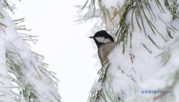 В Україні у вівторок вдень до -13°, подекуди ожеледиця