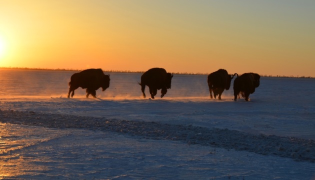 Нестача кормів загрожує масовою загибеллю тварин у заповіднику «Асканія-Нова» на ТОТ Херсонщини - експерт