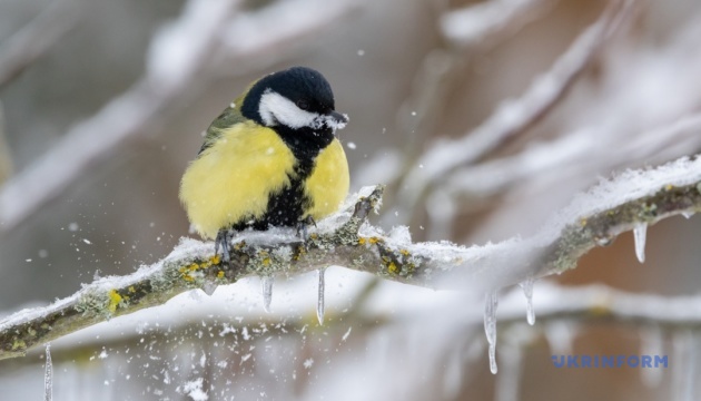 В Україні завтра без опадів, удень до -15°