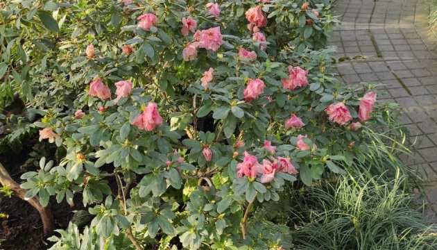 У столичному ботсаду мерзнуть рідкісні рослини