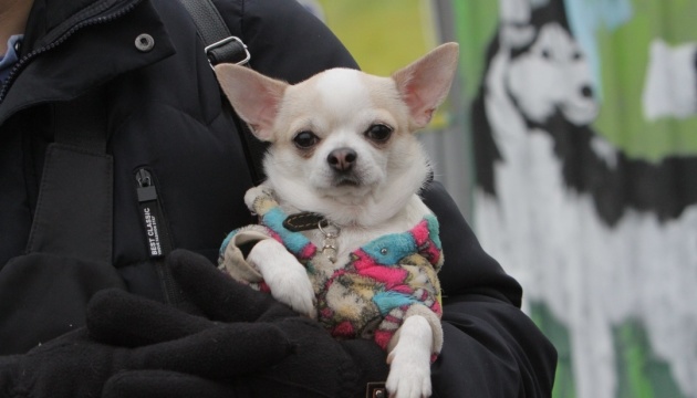 В Україні не забороняли тримати собак на ланцюгу, це фейк