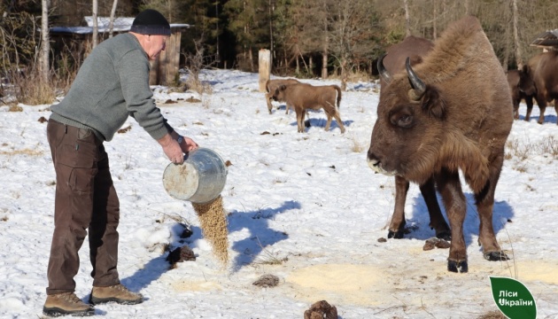 У розпліднику європейських зубрів на Буковині торік народилося двоє малюків