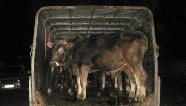 L’Ukraine obtient l’accès au marché algérien pour l’exportation de bovins