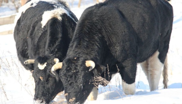 Як живе у Чорнобильському заповіднику стадо здичавілих корів