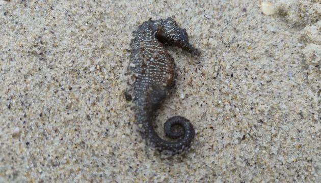 На узбережжі Чорного моря в Одесі зафіксували загибель морських коників