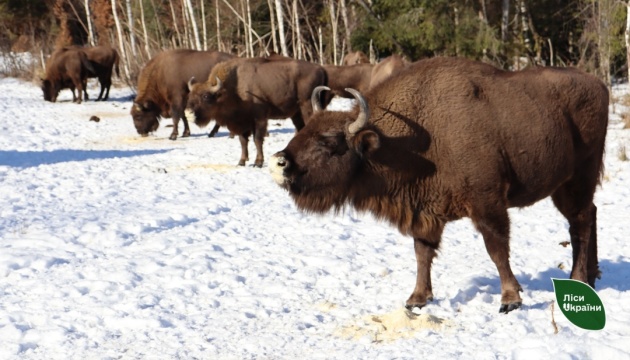 Лісівники Буковини показали, як взимку підгодовують червонокнижних зубрів у вольєрі