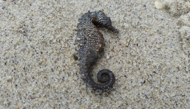 Alerte environnementale : des hippocampes morts échoués à Odessa