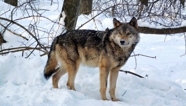 У трьох областях України різко зросла чисельність шакалів