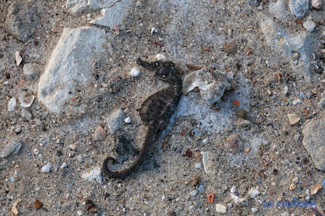 Фото: Ніна Ляшонок