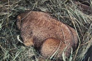 Коли в Україну прийде весна - прогноз бабака Тимка